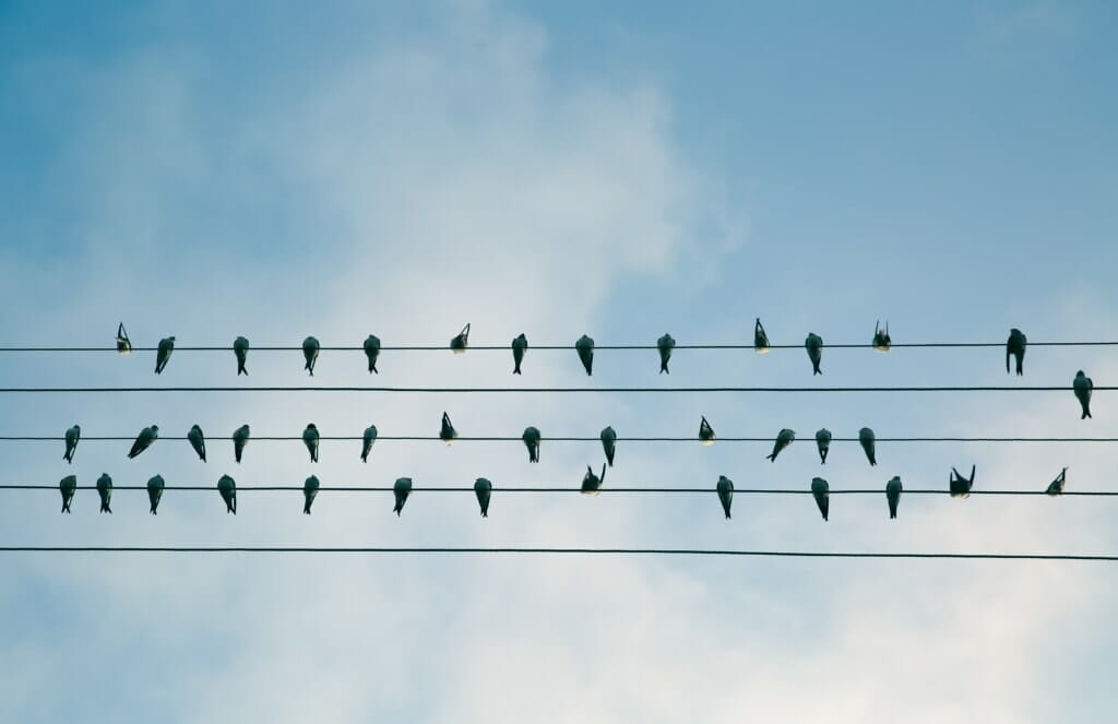 birdonwire