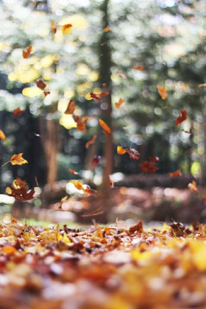 fall