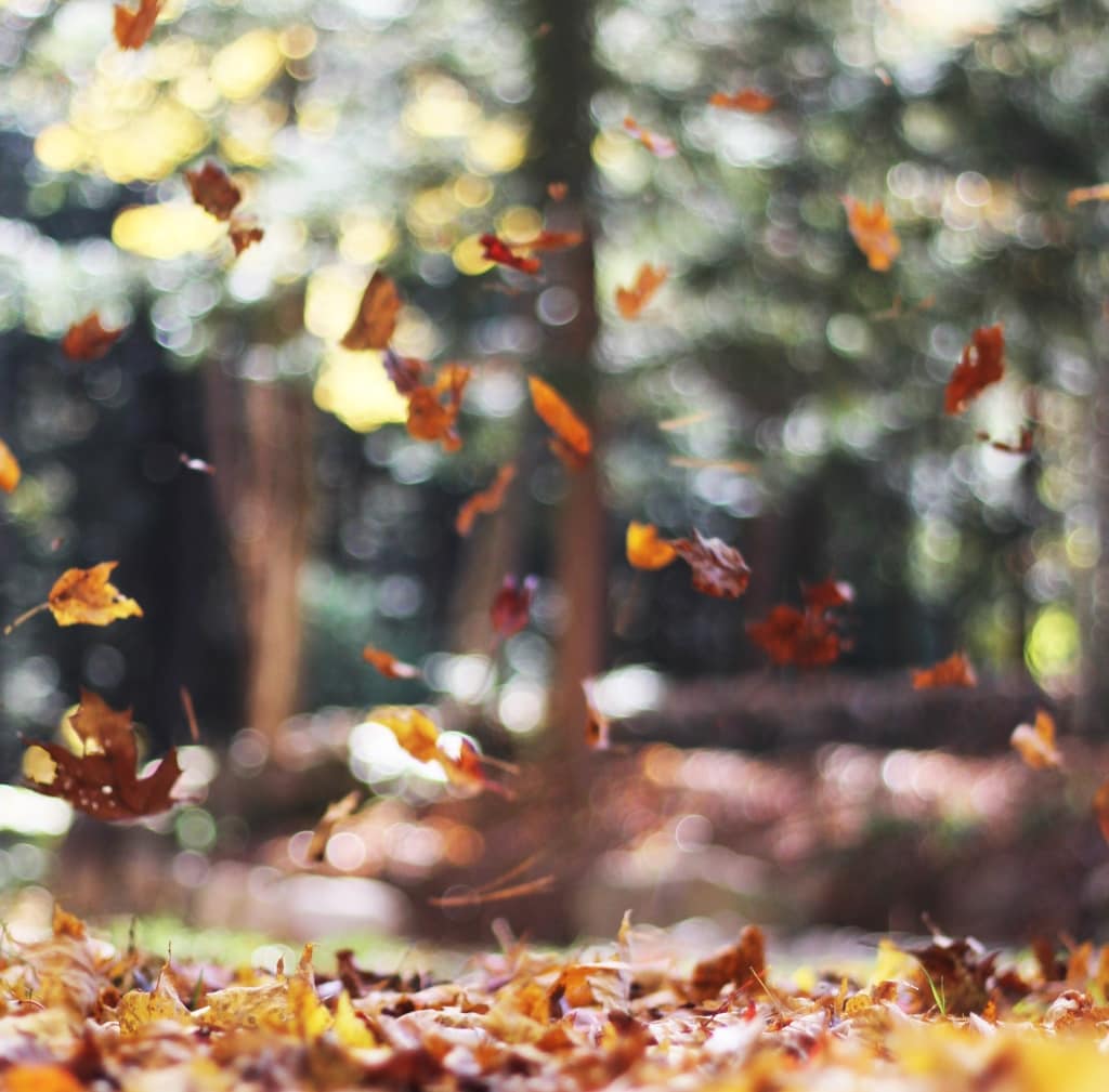 fall