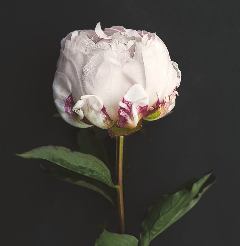 peony