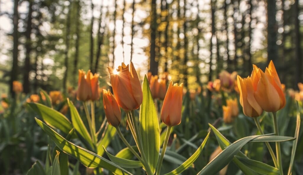 tulips in the wild